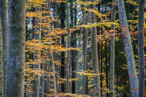 Een Herfst Boslandschap Close Uitzicht Beukenbomen Groene Gouden Bladeren Duitsland — Stockfoto