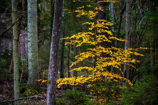 Een Herfst Boslandschap Close Uitzicht Beukenbomen Groene Gouden Bladeren Duitsland — Stockfoto