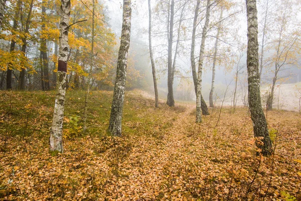 Ormanda Bir Sabah Sisi Yeşil Altın Yapraklar Huş Ağaçları Yakın — Stok fotoğraf