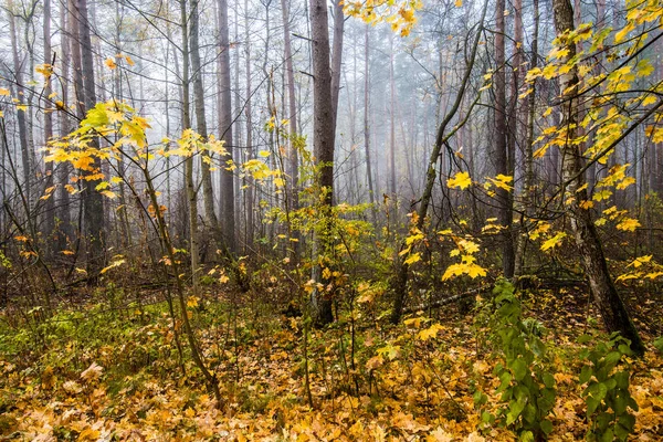 秋の森の風景 森の中の朝の霧 緑と黄金の葉と木々 ラトビア — ストック写真