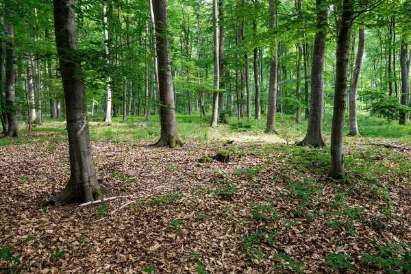 Waldlandschaft Grüne Wälder Und Farne Deutschland — Stockfoto