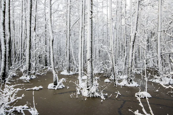 Lago Congelado Bosque Árboles Abedul Cerca Letonia — Foto de Stock