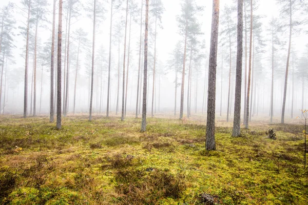 Paisaje Forestal Otoñal Niebla Matutina Bosque Pinos Día Nublado Hojas —  Fotos de Stock