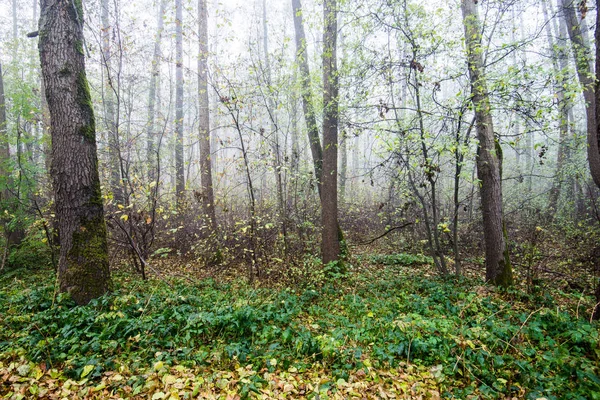 Eine Herbstliche Waldlandschaft Morgennebel Wald Grüne Und Goldene Blätter Und — Stockfoto