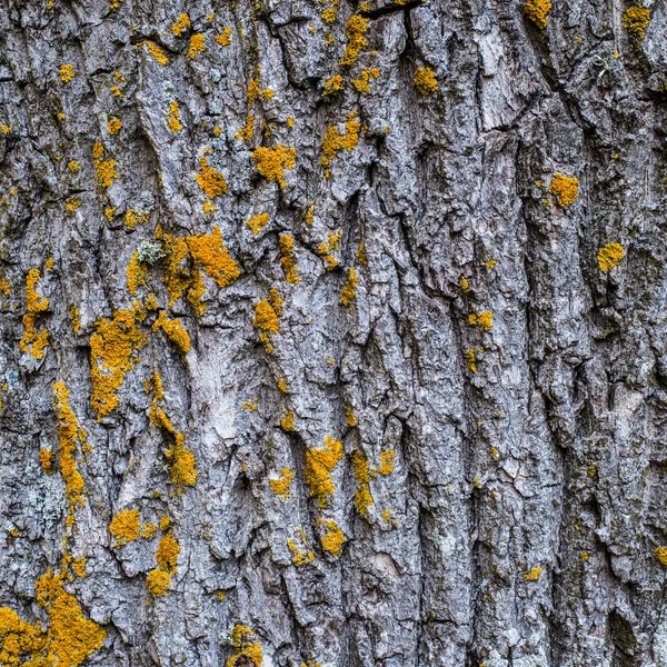 Textura Corteza Árbol Estonia — Foto de Stock