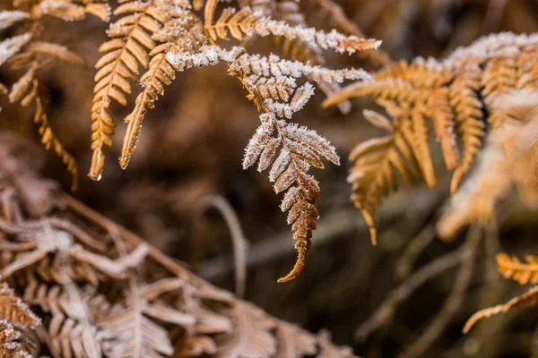 Frost Auf Den Farnblättern Nahaufnahme Lettland — Stockfoto
