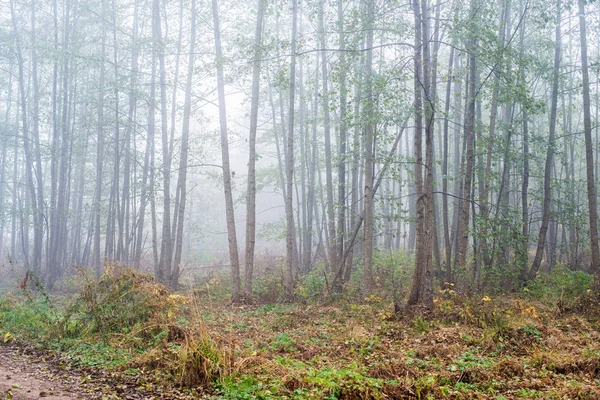 Ранковий Туман Лісі Зелене Золоте Листя Берези Крупним Планом Латвія — стокове фото