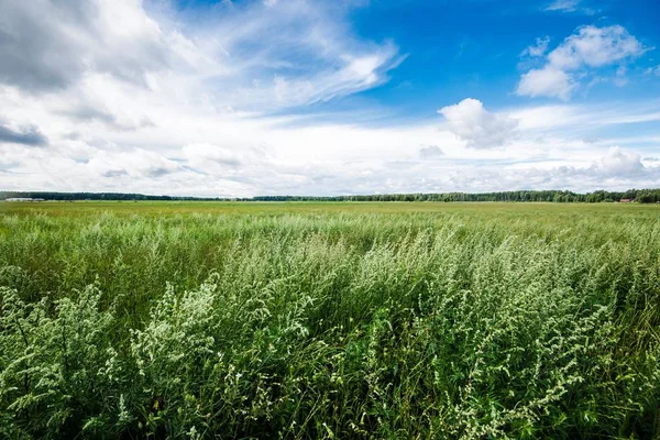 Vedere Terenului Agricol Verde Din Nou Cerul Albastru Tulbure Letonia — Fotografie, imagine de stoc