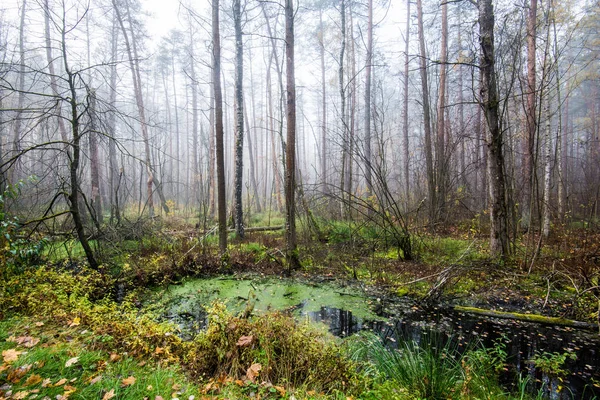 숲에서 녹색과 라트비아 — 스톡 사진