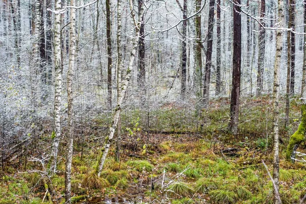 Primo Gelo Nella Foresta Una Nuvolosa Giornata Autunnale Foglie Oro — Foto Stock