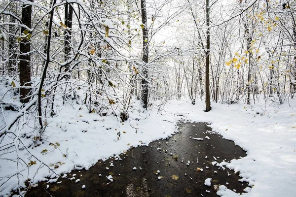 森林景观 一条冰封的河流在白雪覆盖的森林里 金色的树叶在树上 阳光明媚的冬日 拉托维亚 — 图库照片