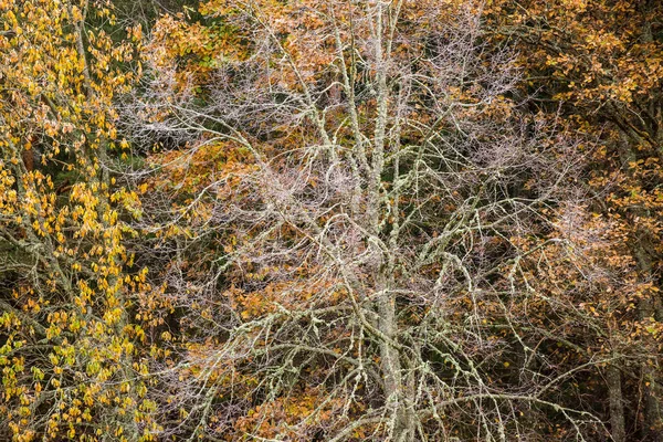 Vidoeiros Coloridos Floresta Dia Nublado Outono Primeira Geada Cese Letónia — Fotografia de Stock