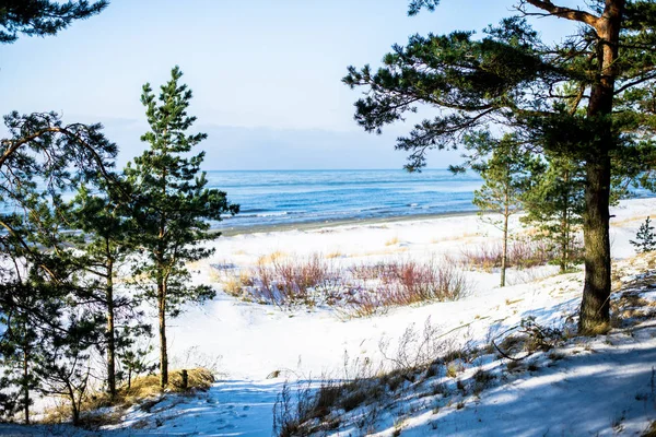 Paisagem Inverno Mar Coberto Neve Árvores Verdes Contra Céu Azul — Fotografia de Stock