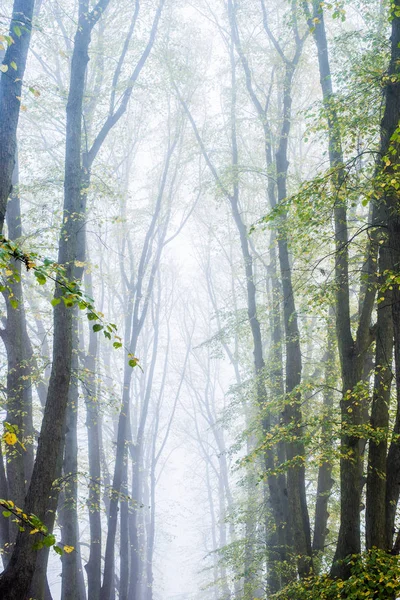 Een Herfst Ochtend Mist Een Uitzicht Loopbrug Het Park Oude — Stockfoto