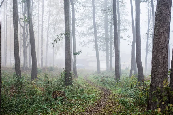 森林中的晨雾 绿意盎然的绿叶 白杨树特写 拉脱维亚 — 图库照片