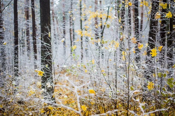 Première Gelée Dans Forêt Par Jour Automne Nuageux Feuilles Dorées — Photo