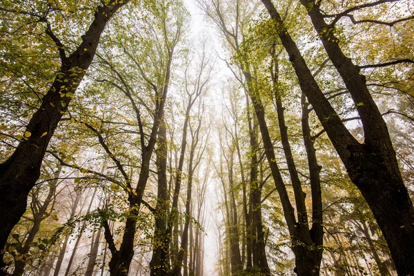 Autumn Morning Fog View Walkway Park Old Trees Golden Leaves — Stock Photo, Image