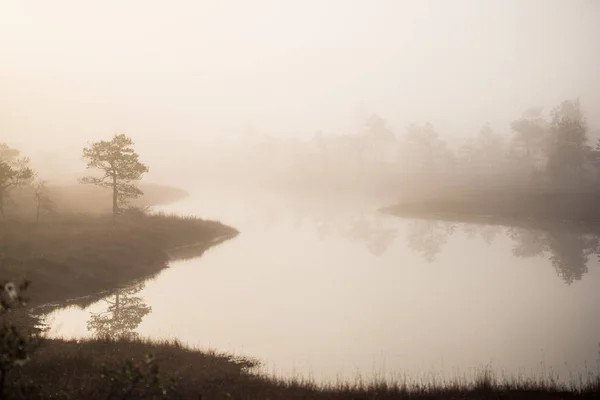 Podzimní Krajina Ranní Mlha Bažina Les Pozadí Kemeri Lotyšsko — Stock fotografie