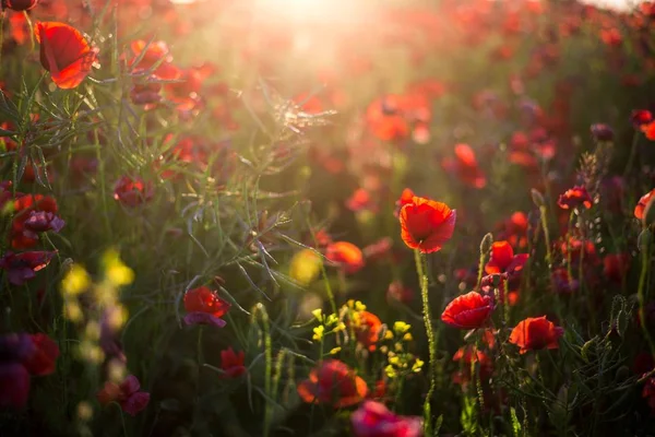 Blooming Poppy Field Sunny Summer Day Close Latvia — Stock Photo, Image