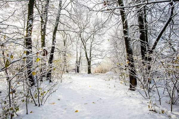 曇りの冬の日に雪に覆われた松の木の森 ラトビア — ストック写真