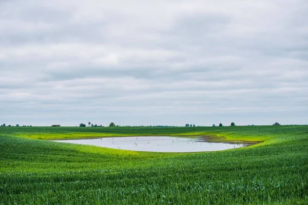 Pequeño Lago Entre Los Campos Verdes Día Nublado Alemania —  Fotos de Stock