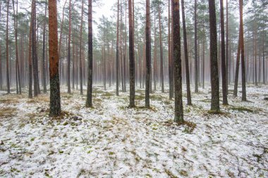 Çam ormanında bulutlu bir kış günü. Karaltında yeşil çimenler ve altın yapraklar. Letonya
