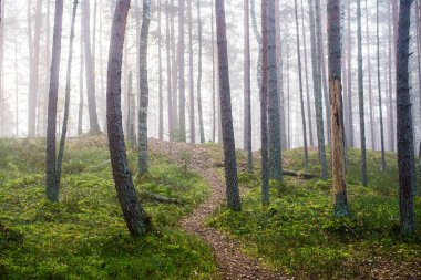 Ormanda bulutlu bir sonbahar günü. Sabah sisi ve yeşil çam ağaçları. Kemeri, ne? Letonya