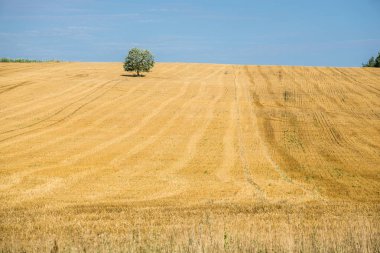 Güneşli bir günde ülke tarım alanının panoramik görünümü, yeşil bir ağaç yakın çekim, Estonya