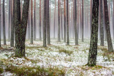 Çam ormanında bulutlu bir kış günü. Karaltında yeşil çimenler ve altın yapraklar. Letonya