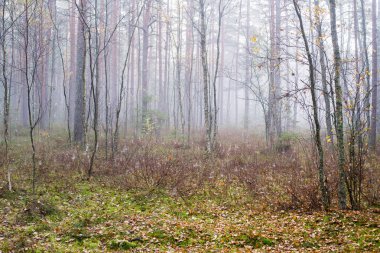 Ormanda bulutlu bir sonbahar günü. Sabah sisi ve yeşil çam ağaçları. Kemeri, ne? Letonya