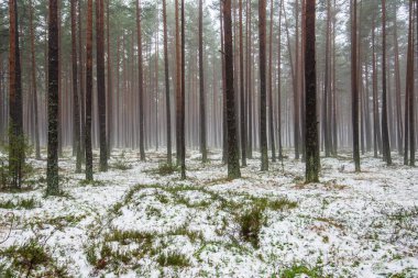 Çam ormanında bulutlu bir kış günü. Karaltında yeşil çimenler ve altın yapraklar. Letonya