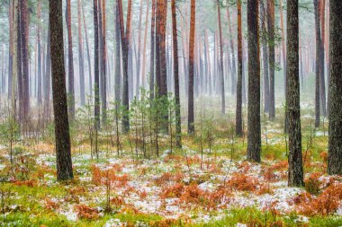 Çam ormanında bulutlu bir kış günü. Karaltında yeşil çimenler ve altın yapraklar. Letonya