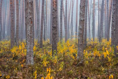 Sonbahar ormanı manzarası. Bulutlu bir günde çam ağacı ormanında sabah sisi, yeşil ve altın yaprakları, Letonya