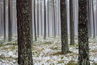 Çam ormanında bulutlu bir kış günü. Karaltında yeşil çimenler ve altın yapraklar. Letonya