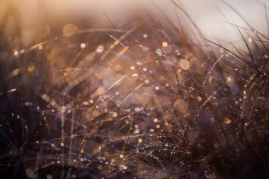 Güneş ışığı. Çam ormanında sisli bir sabah. Bir çim yakın çekim, Letonya