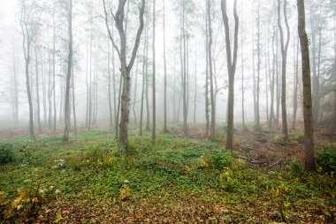 Ormanda bir sabah sisi, yeşil ve altın yapraklar, huş ağaçları yakın çekim, Letonya