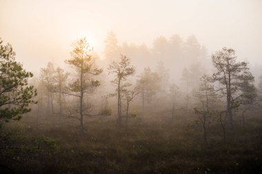 Ormanda bulutlu bir sonbahar günü. Sabah sisi ve yeşil çam ağaçları. Kemeri, ne? Letonya