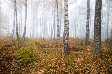 Ormanda bir sabah sisi, yeşil ve altın yapraklar, huş ağaçları yakın çekim, Letonya