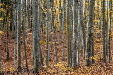 Sonbahar ormanı manzarası. Kayın ağaçlarının, yeşil ve altın yaprakların yakından görünümü, Almanya