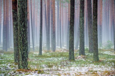 Çam ormanında bulutlu bir kış günü. Karaltında yeşil çimenler ve altın yapraklar. Letonya