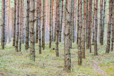 Bulutlu bir bahar gününde çam ağacı ormanı manzarası, Letonya