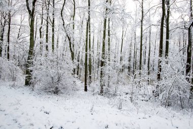 Ormanda güneşli kış günü, huş ağaçları yakın çekim, Letonya