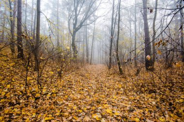 Ormanda sabah sisi, yeşil ve altın yapraklar, Letonya