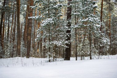 Güneşli bir kış gününde karla kaplı çam ormanı, Estonya