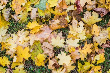 Çimenler üzerinde renkli sonbahar yaprakları, yakın çekim