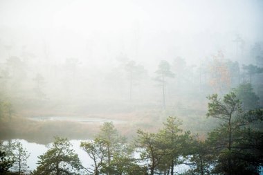 Bataklık, mavi su ve yeşil çam ağaçları üzerinde saf sabah ışık ve sis. Gözetleme kulesinden bir manzara. Kemeri, Letonya