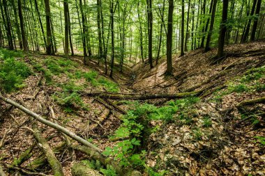 Orman manzarası. Yeşil orman ve eğrelti otu, Almanya