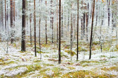 Bulutlu bir sonbahar gününde ormanda ilk don, altın yaprakları, Letonya