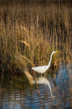 Beyaz bataklık heron yakın çekim, Letonya
