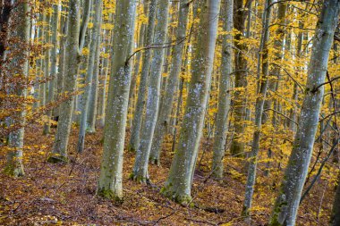 Sonbahar ormanı manzarası. Kayın ağaçlarının, yeşil ve altın yaprakların yakından görünümü, Almanya